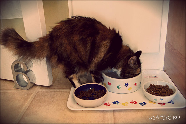 Examinez votre régime alimentaire