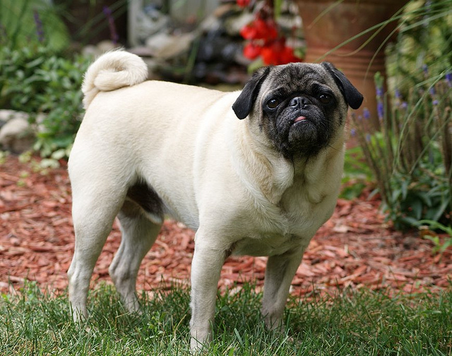 cirrhose du foie chez un chien