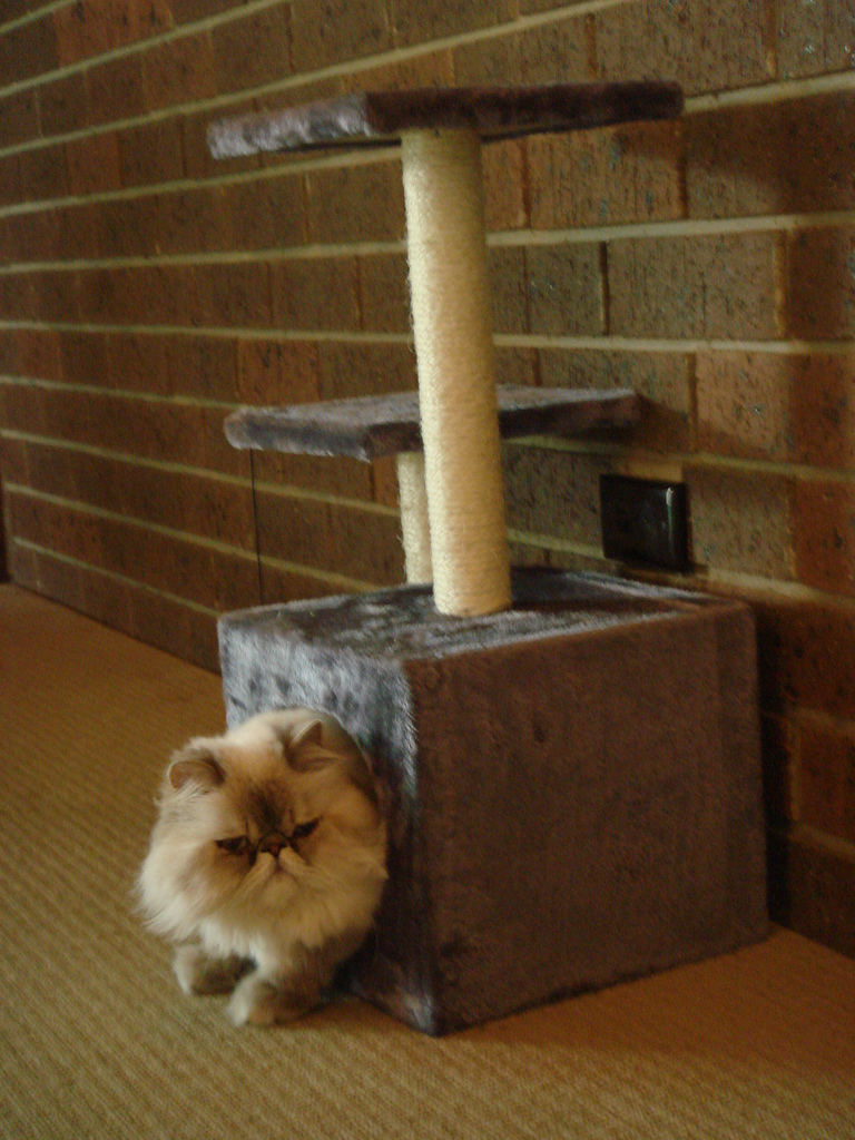 Un chat dans une maison avec un rideau