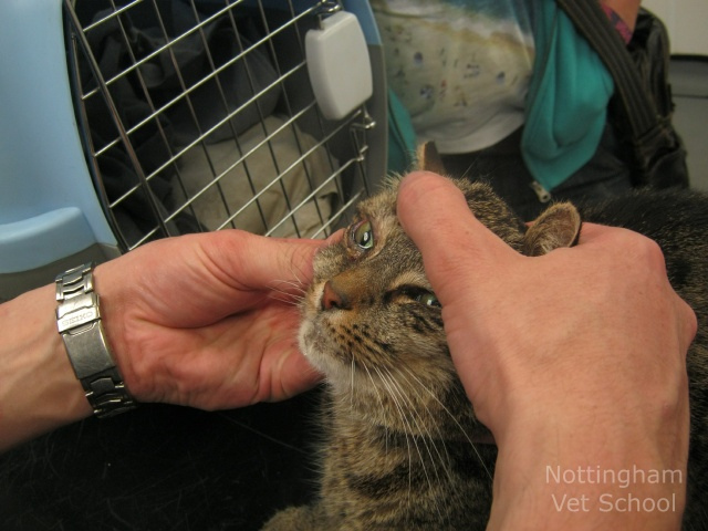 conjonctivite chez un chat