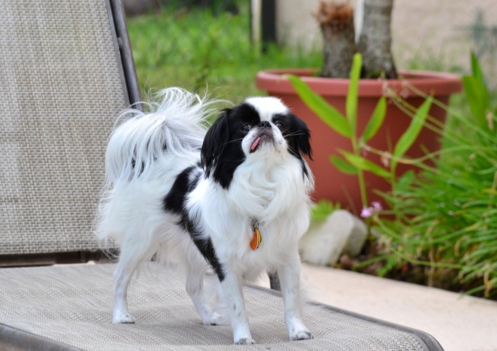 entraînement d'un Chin japonais