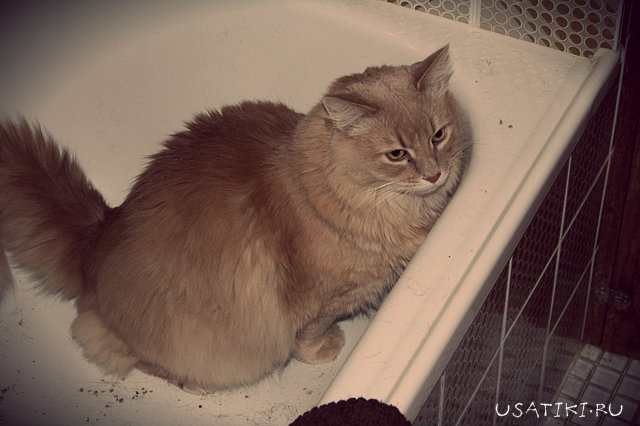 le chat ne peut pas aller aux toilettes