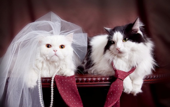 une chatte en chaleur