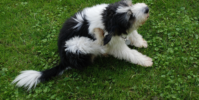 Démangeaisons du chien dues aux puces