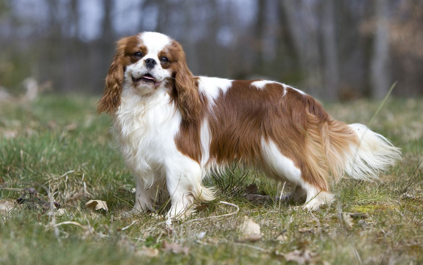apparence du King Charles Spaniel