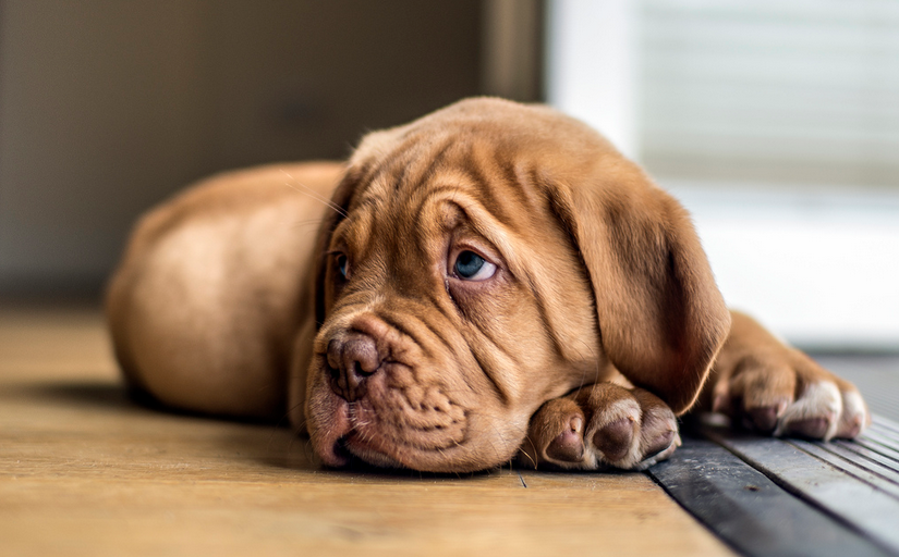 chiot Dogue de Bordeaux