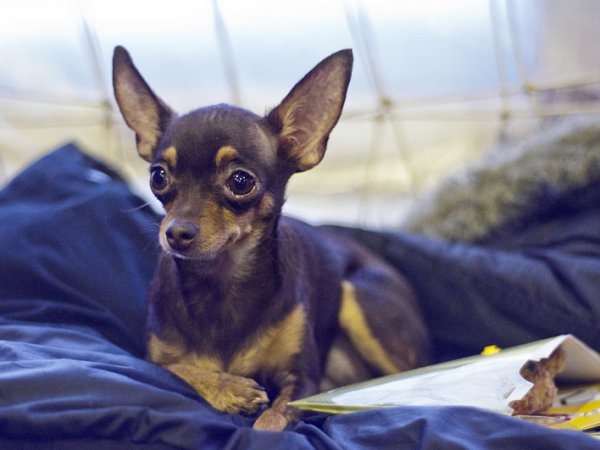 état de santé du chiot