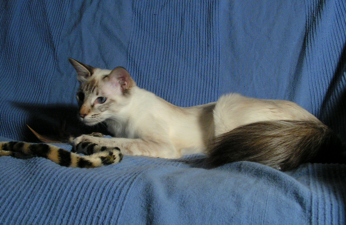 Photographie balinaise