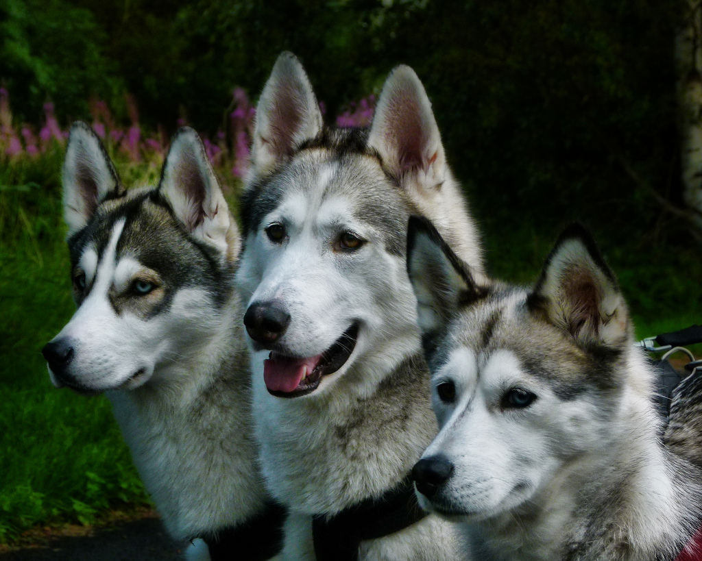 Entraînement de husky sibérien