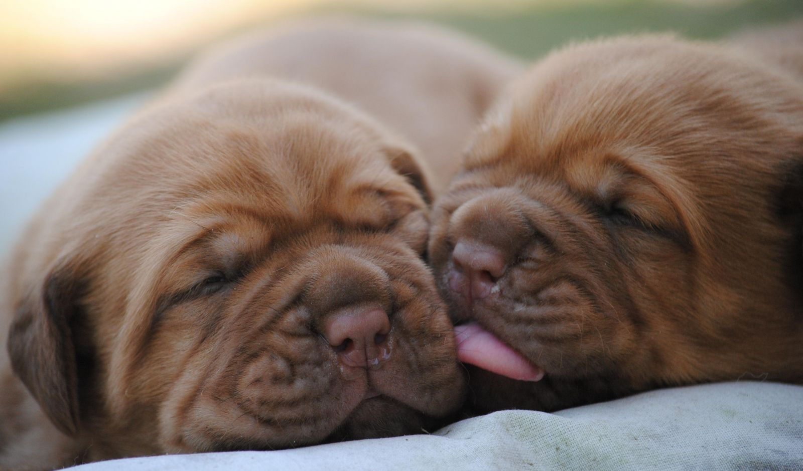 chiots Dogue de Bordeaux
