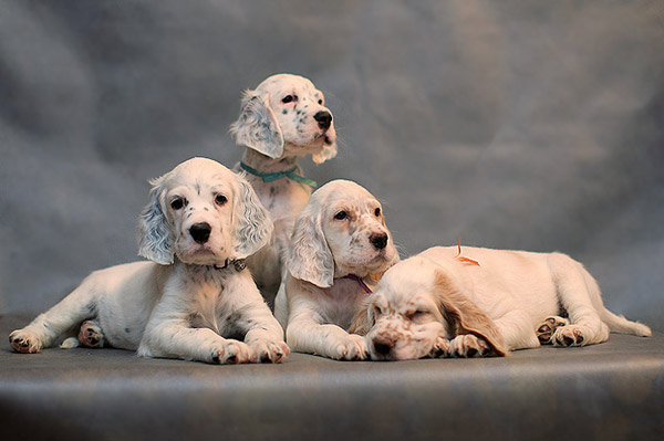 chiots Setter anglais