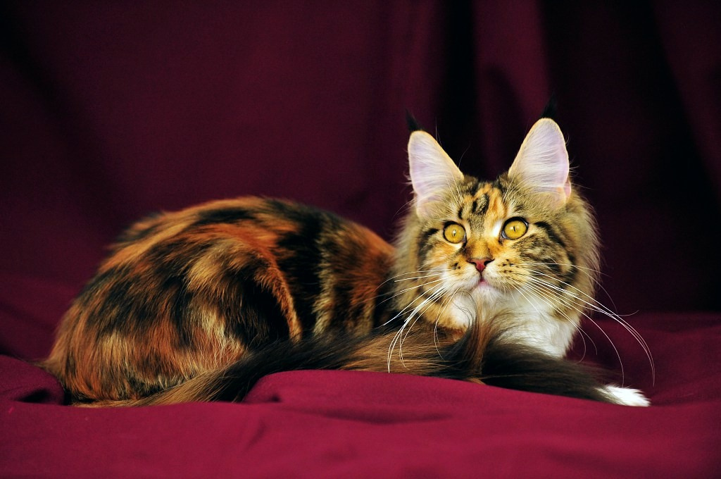 Chat écaille de tortue