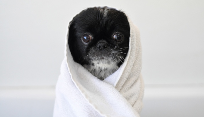 Menton japonais dans une serviette