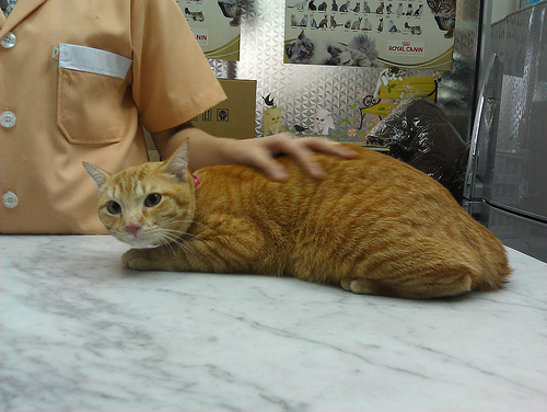 castration d'un chat