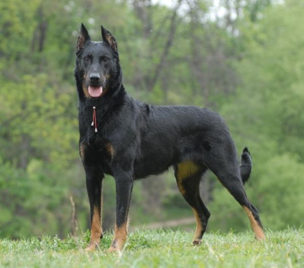 Photo de Beauceron