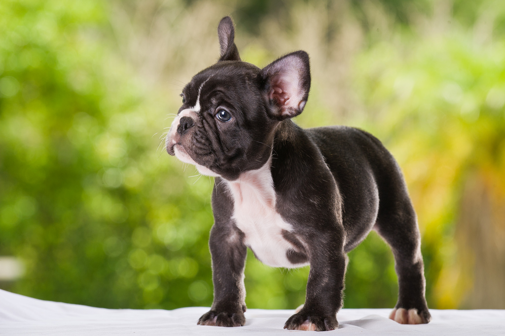 chiot bouledogue français