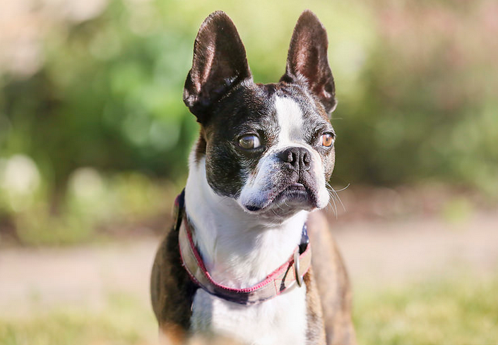 photo de Boston Terrier