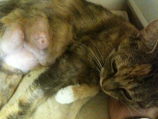 Mastite chez un chat