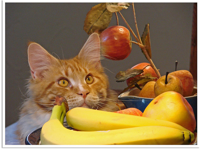 Que donner à manger à un Maine Coon ?