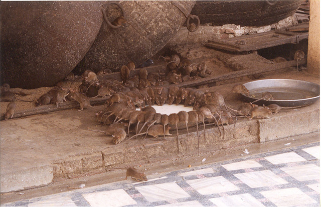 Les rats en Inde