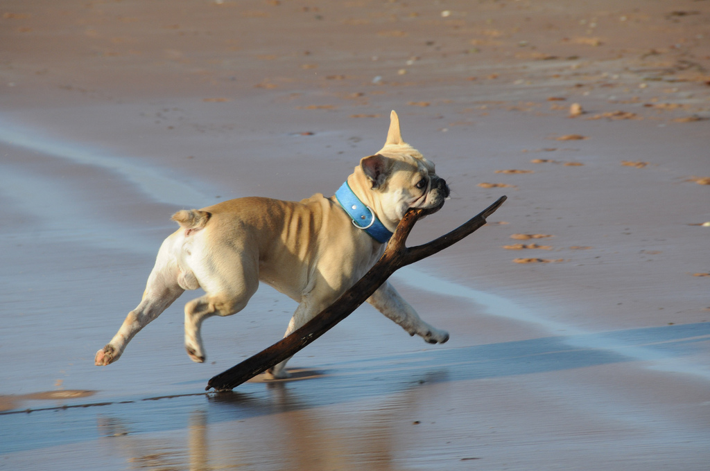 Bouledogue français jouant avec un bâton