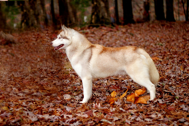 Husky roux sur des feuilles rouges