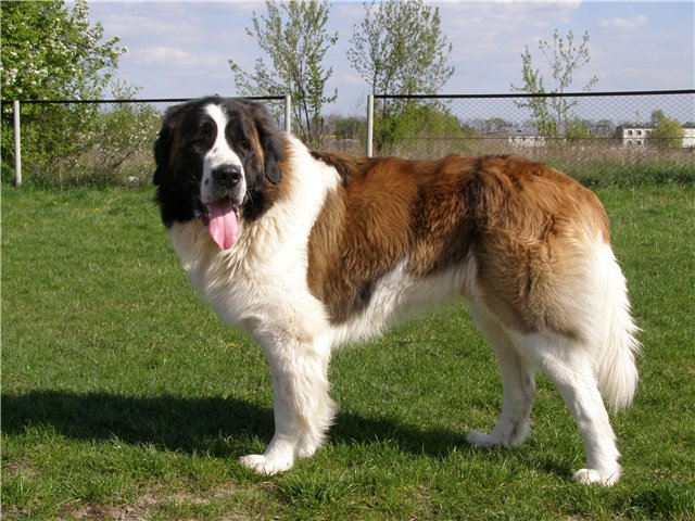 l'apparition du chien de garde de Moscou