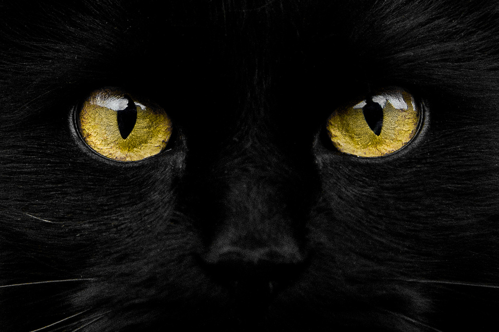 L'apparence d'un chat noir