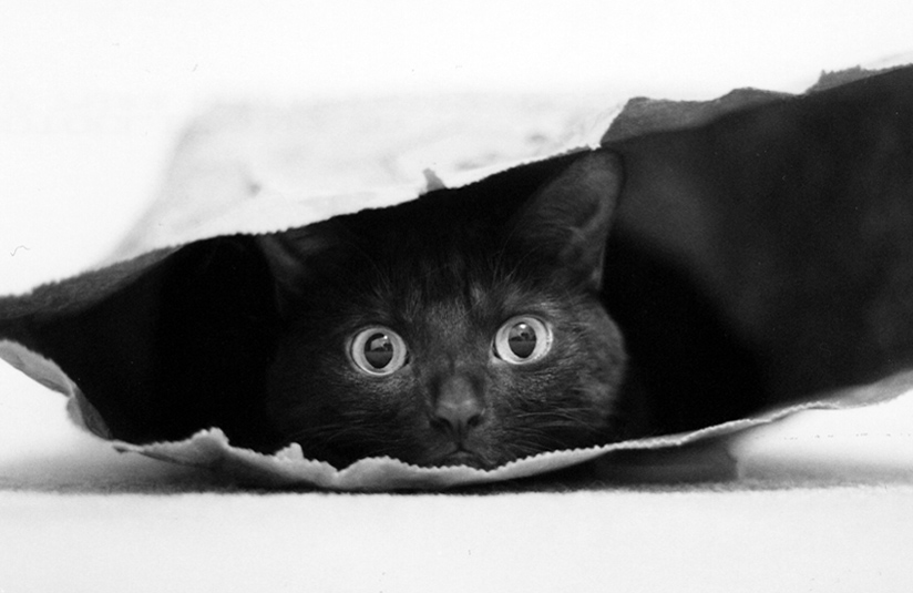 Chat dans un sac
