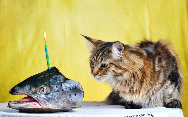 La cause de l'opisthorchiase chez les chats est le poisson cru.