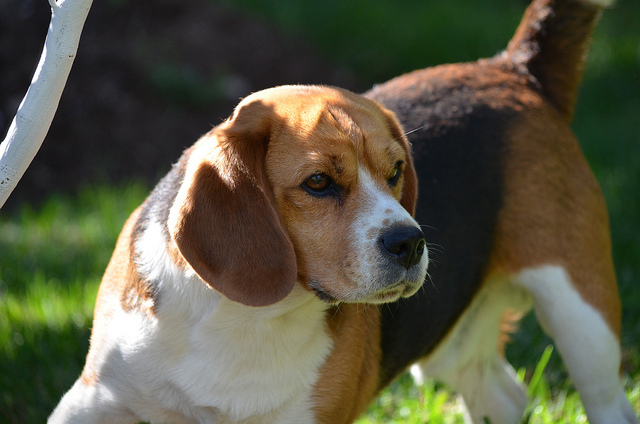 chien beagle
