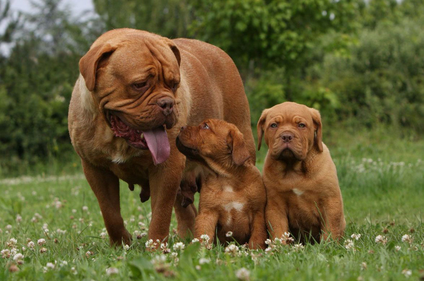 Chien de Bordeaux avec des chiots