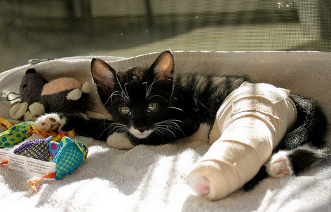 La pauvre chatonne profite de la vie malgré ses blessures.