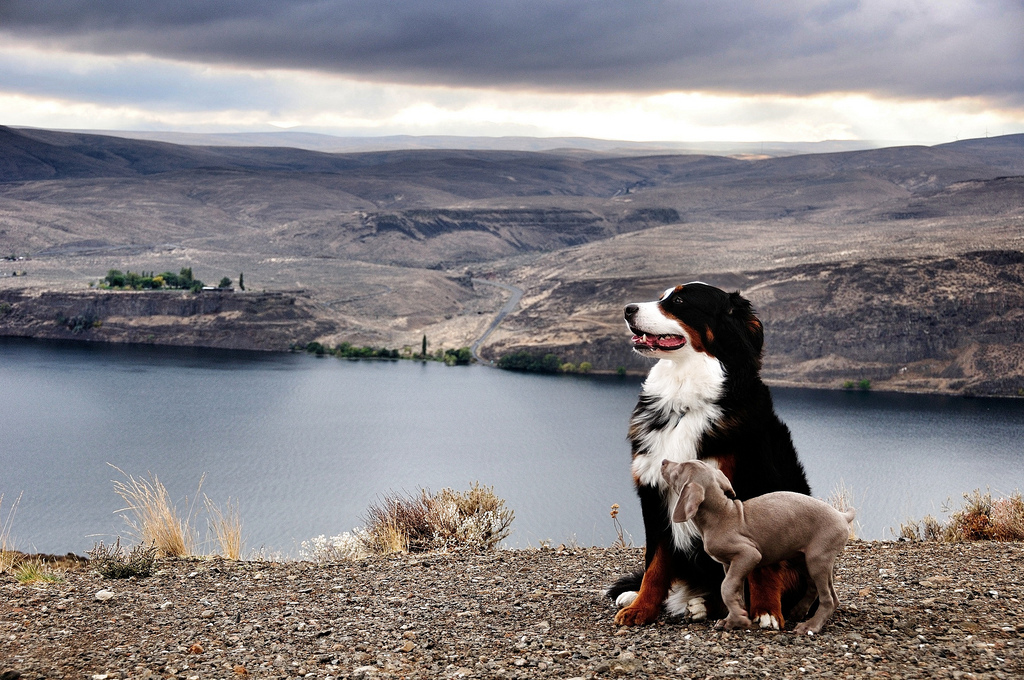 photo de bouvier bernois