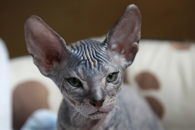 Comment prendre soin des sphinx