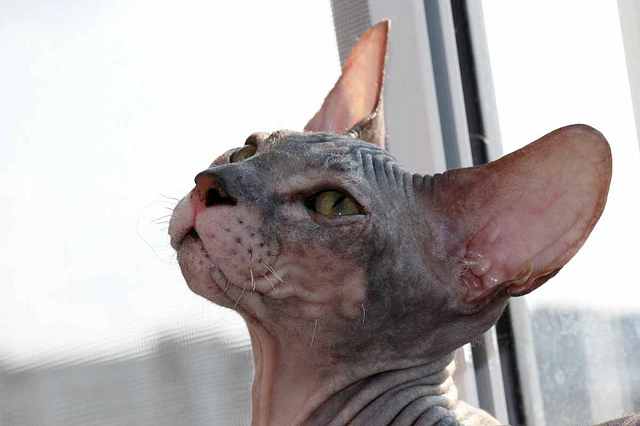 Quelles sont les maladies les plus fréquentes chez les sphinx ?