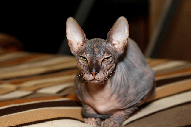 Un chat pour amateur