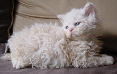 prédisposition du chat German Rex aux maladies