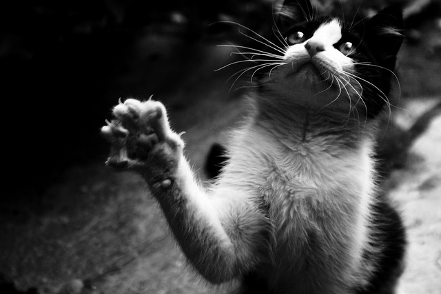 Attention aux chats !