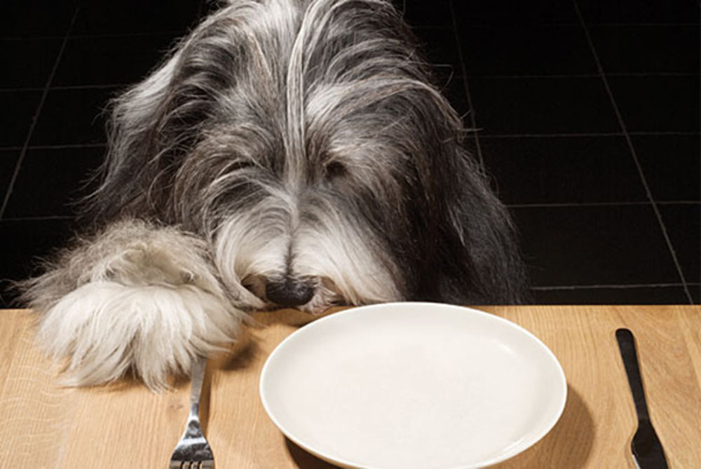 régime alimentaire pour chien