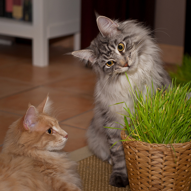 nourrir les Maine Coons