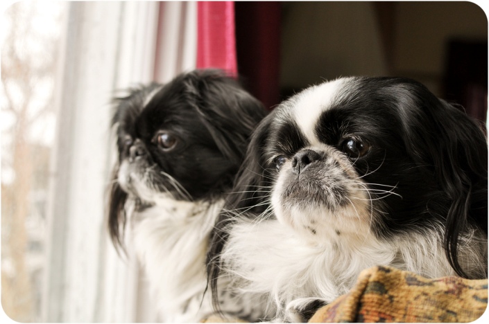 Chin japonais (Épagneul japonais)