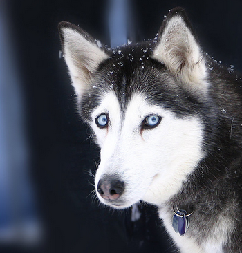 traitement d'un chien atteint d'hépatite