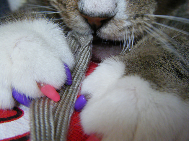 Toilettage des griffes de votre chat avec des protège-griffes