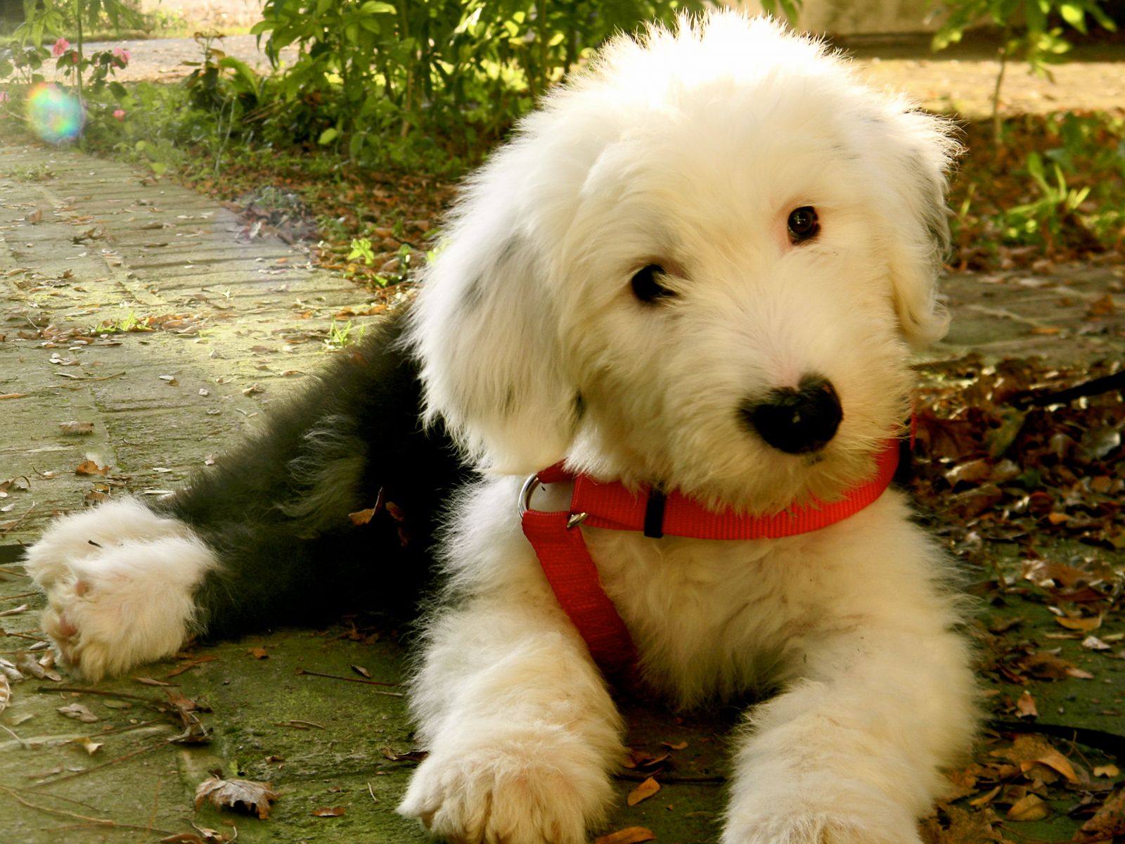 chiot à queue courte