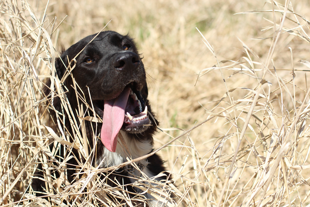 Un chien dans l'herbe, la langue pendante