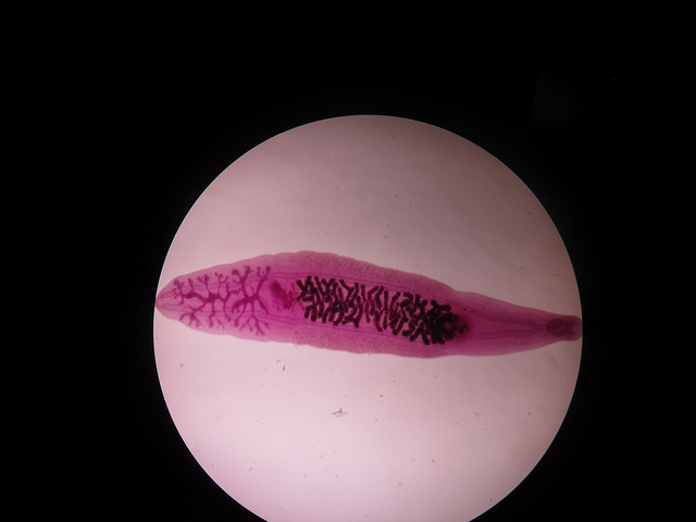 L'agent causal de l'opisthorchiase chez les chats