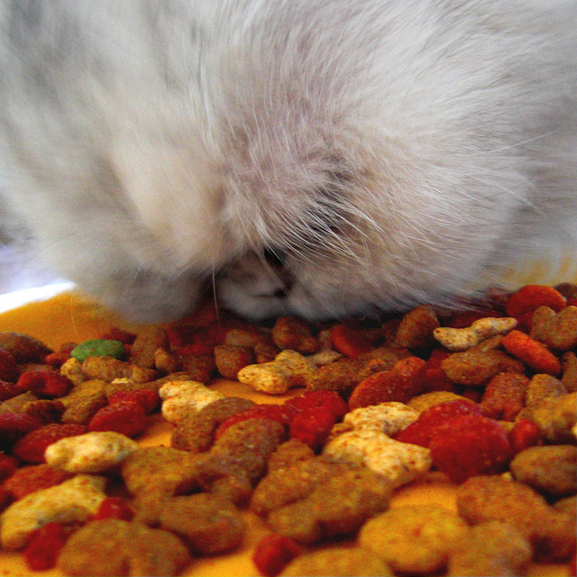 Conseils d'alimentation pour les chats et chatons persans