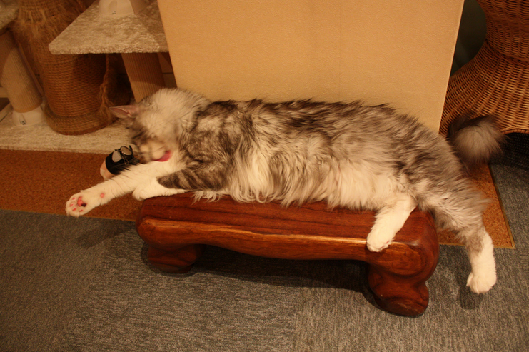 Ici, humains et chats se détendent.