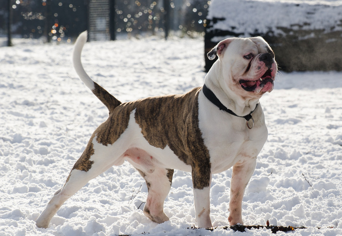 Bouledogue américain